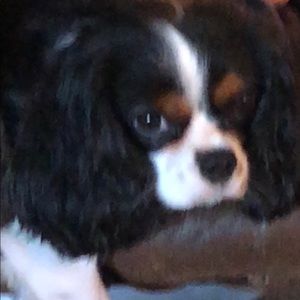 Meet your Posher, Allison